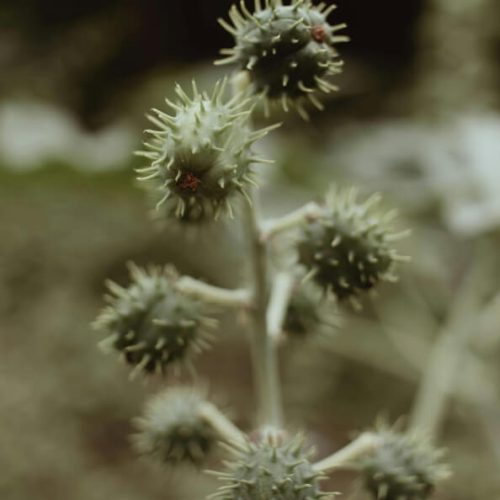 Castor Oil