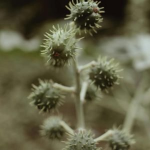 Castor Oil