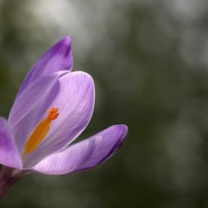 Saffron Extract