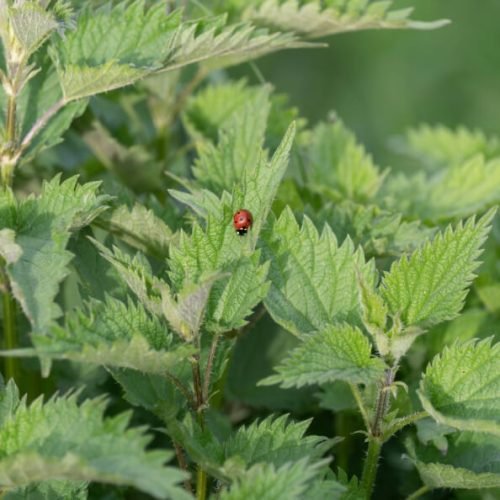 Stinging Nettle Extract