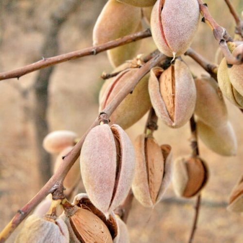 Sweet Almond Oil